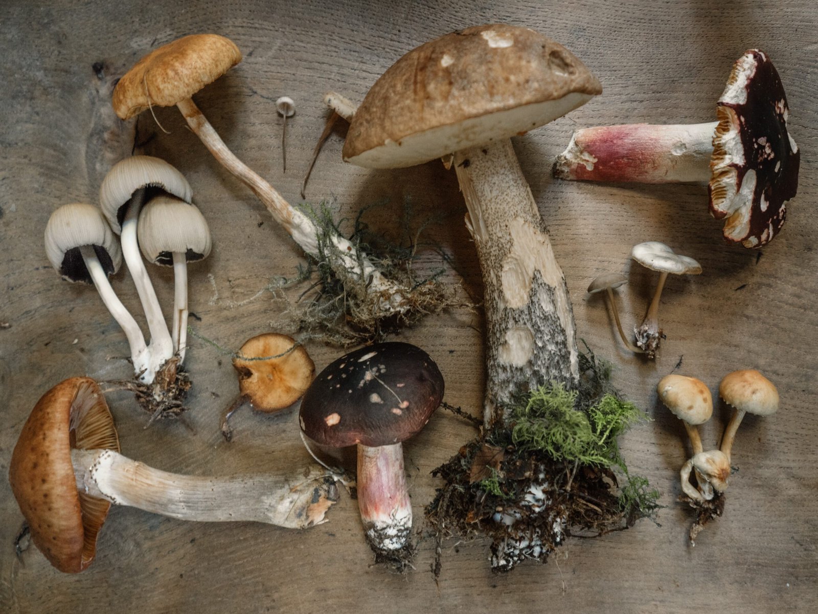 Mushroom for Depression – A Promising Remedy